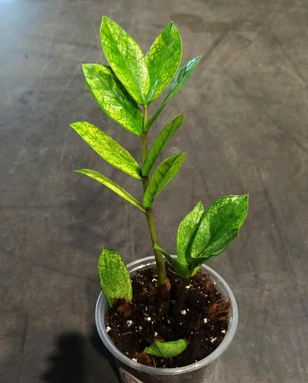 Zamioculcas Zamiifolia Chameleon – Image 3