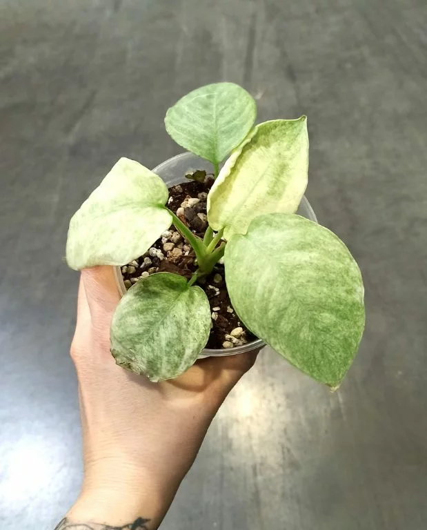 Schismatoglottis Pusilla Longispatha Variegata – Image 6