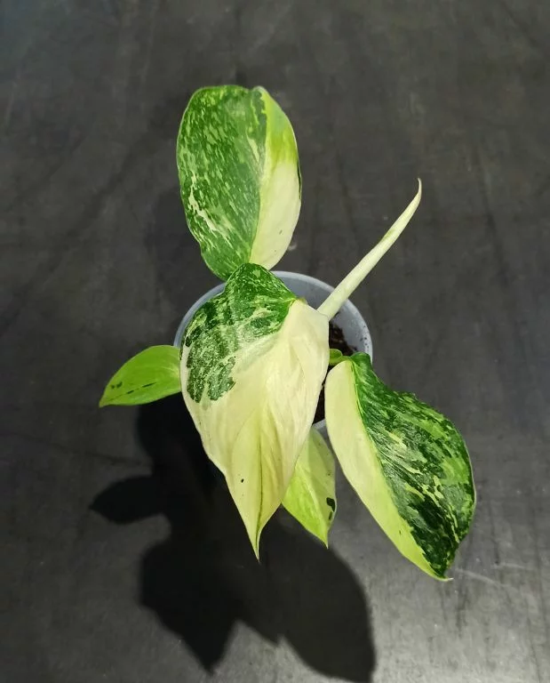 Philodendron Jose Buono – Image 4