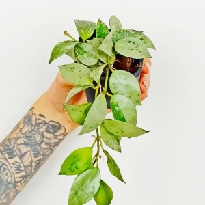 Hoya krohniana silver eskimo