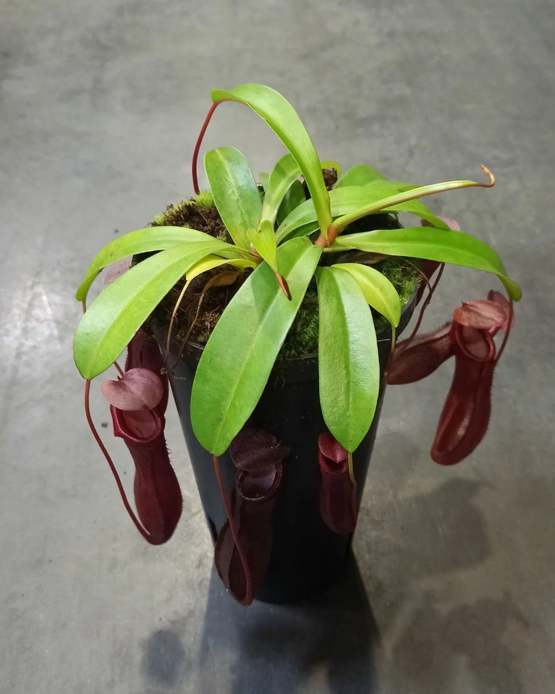 Nepenthes Bill Bailey – Image 3