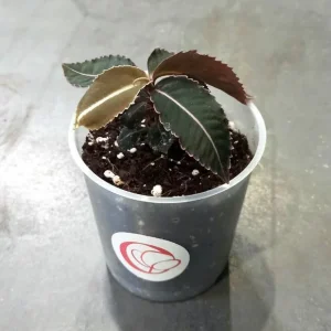 Labisia Pumila Electric Pink