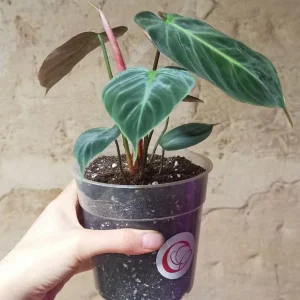 Philodendron El Choco Red