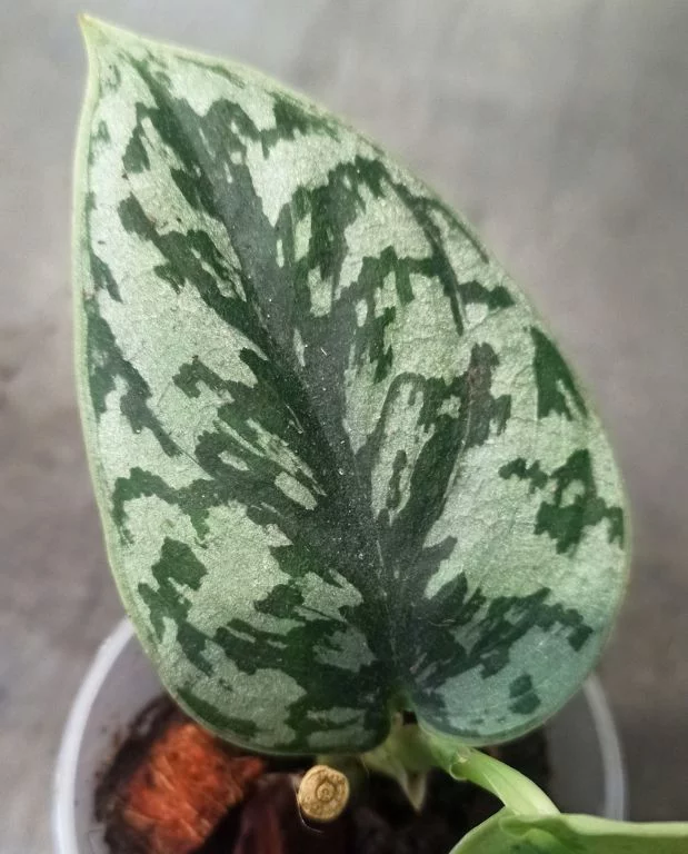Scindapsus Silver Lady – Image 2