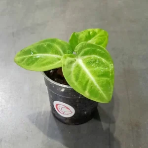 Anthurium Villenaorum x Luxurians