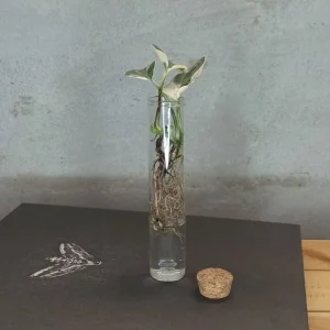 Tube de culture pour bouture