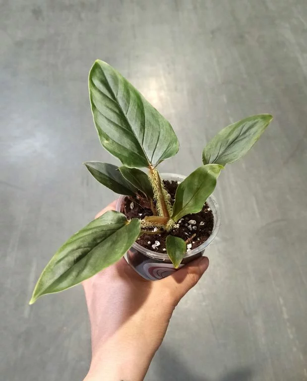 Philodendron Serpens – Image 4