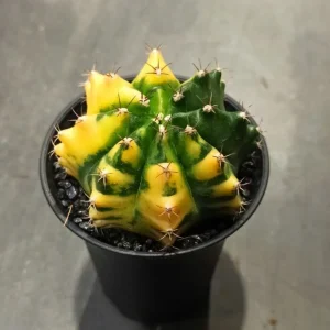 Gymnocalycium mihanovichii Variegata