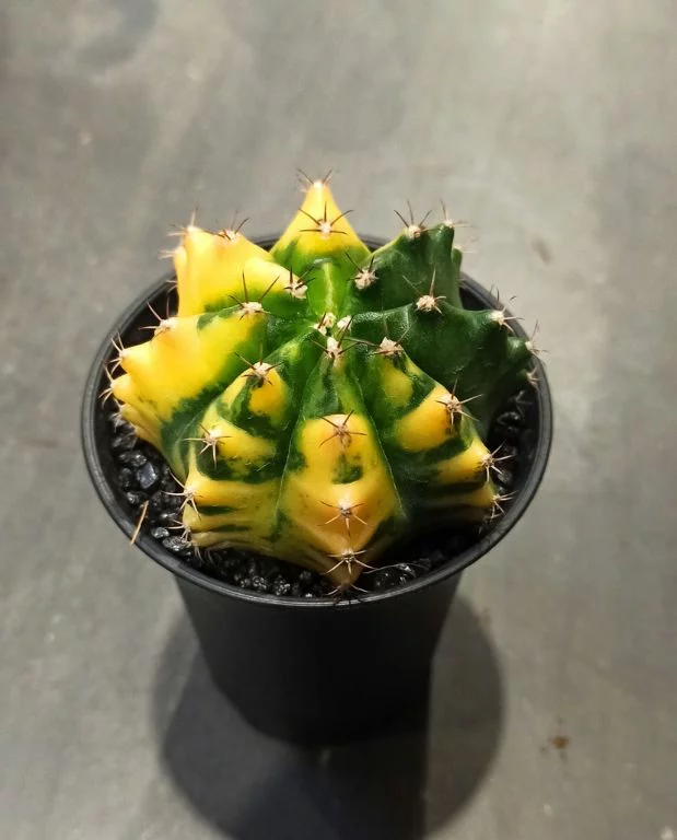Gymnocalycium mihanovichii Variegata