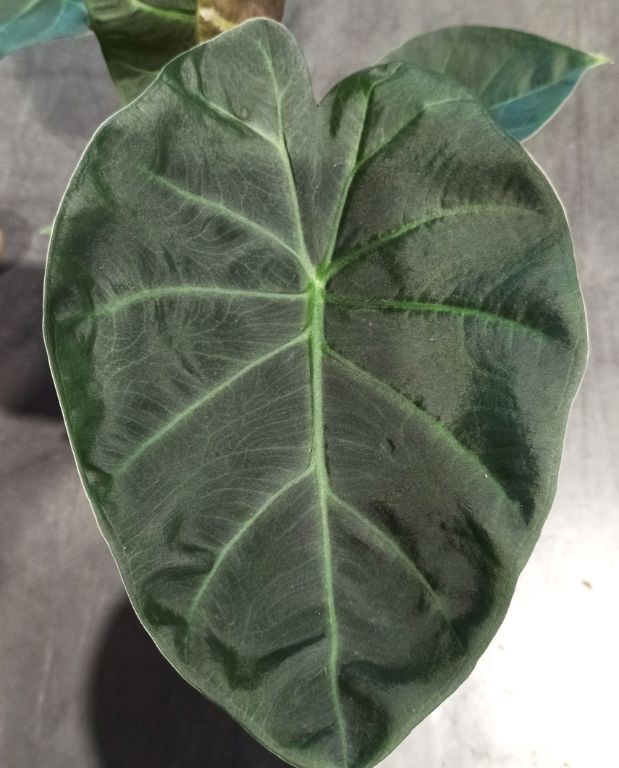 Alocasia Regal Shield – Image 4