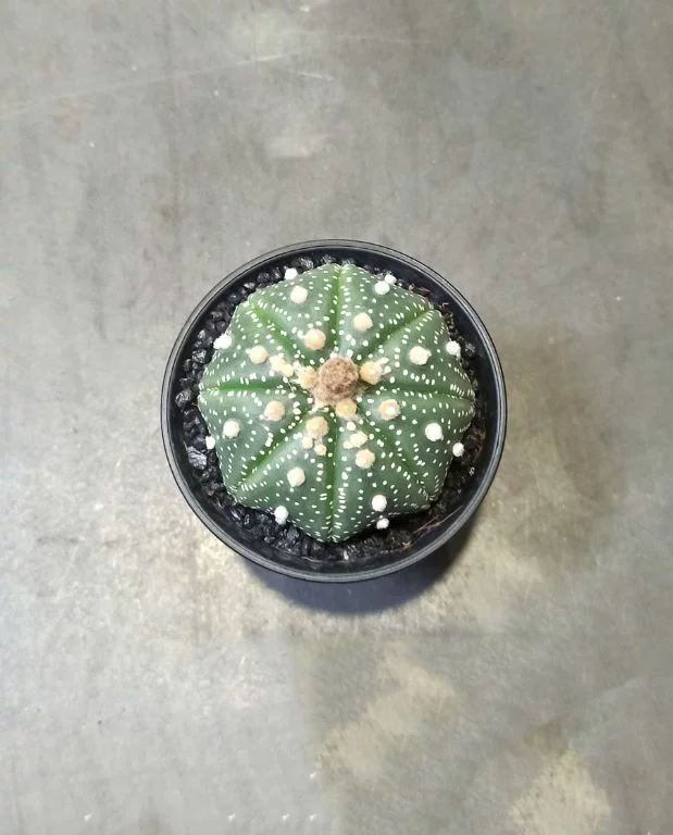 Astrophytum Asterias – Image 4