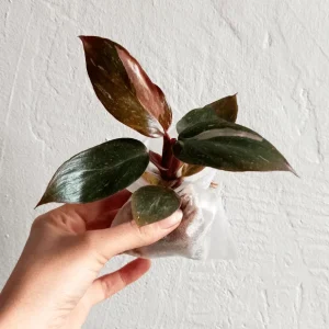 Philodendron Pink Princess