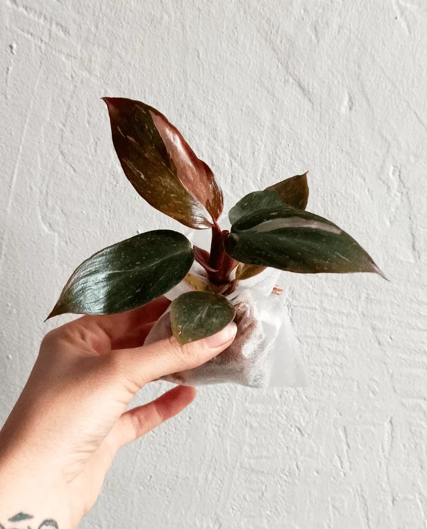 Philodendron Pink Princess