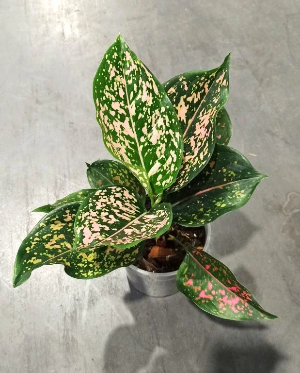 Aglaonema Pink Leopard – Image 3