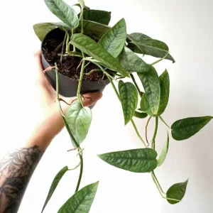 Epipremnum pinnatum cebu blue