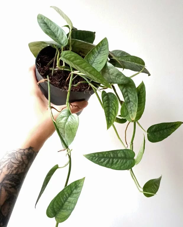 Epipremnum pinnatum cebu blue