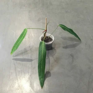 Philodendron Heterocraspedon