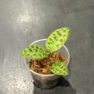 Macodes petola – orchidée bijou