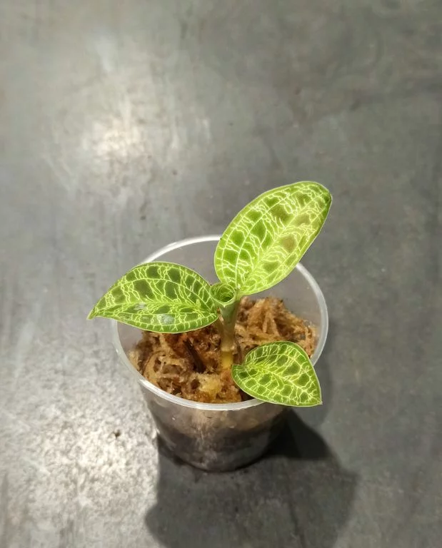 Macodes petola – orchidée bijou