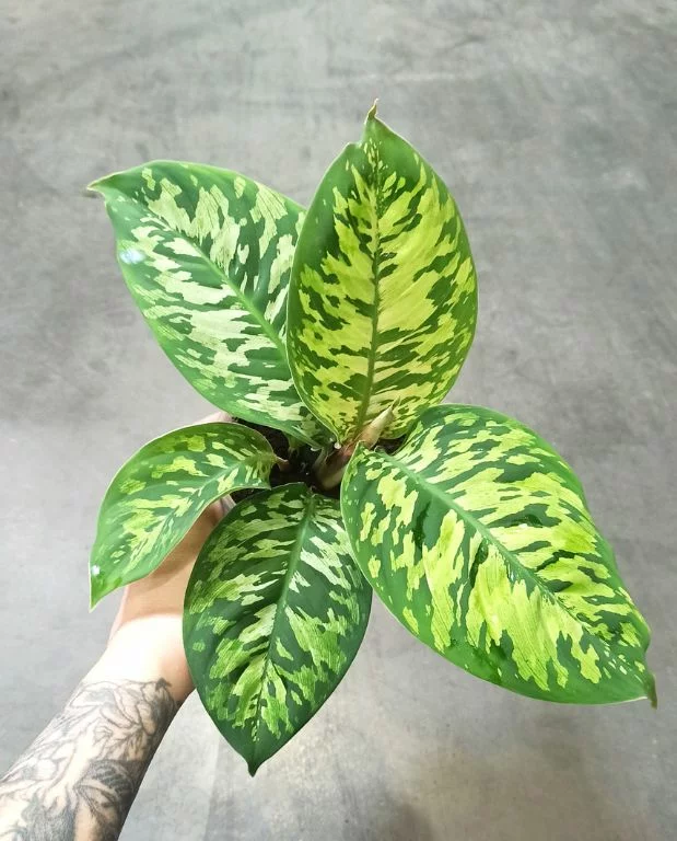 Homalomena Wallisii Camouflage – Image 3