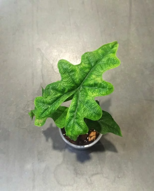 Alocasia Jacklyn – Image 5