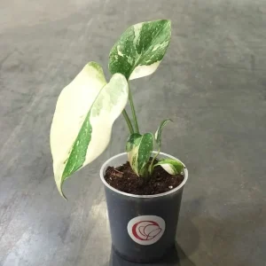 Monstera Thai Constellation