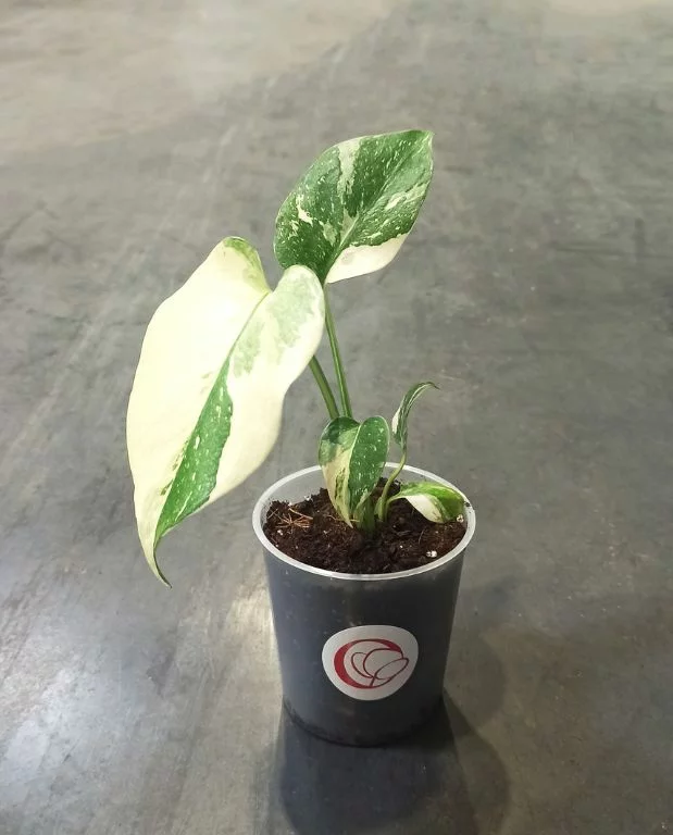 Monstera Thai Constellation – Image 3