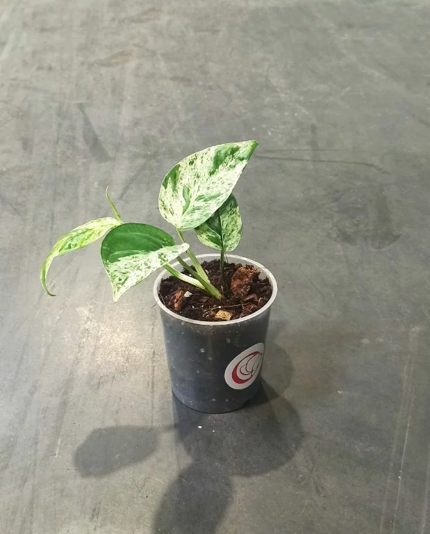 Epipremnum Pinnatum Marble Variegata – Image 7