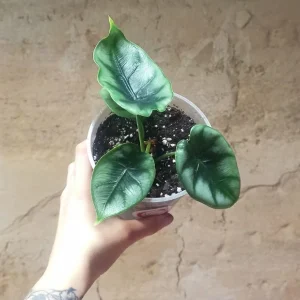 Alocasia Reversa