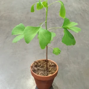 Ginkgo Biloba