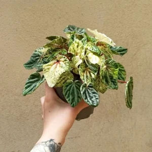 Peperomia Helios Variegata