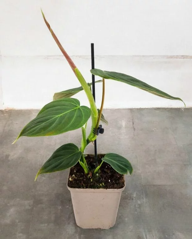 Philodendron Splendid – Image 4