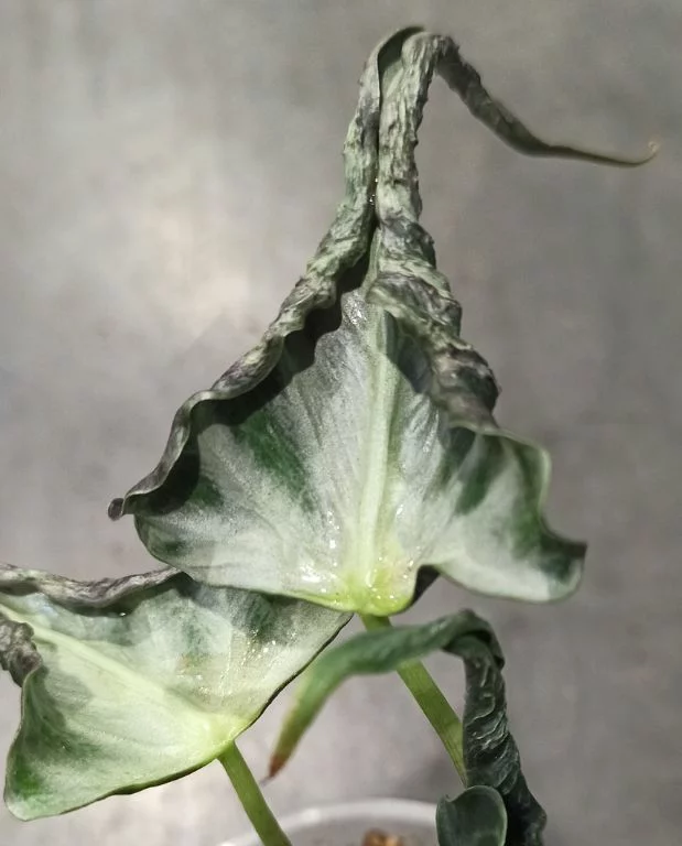 Alocasia Loco – Image 2