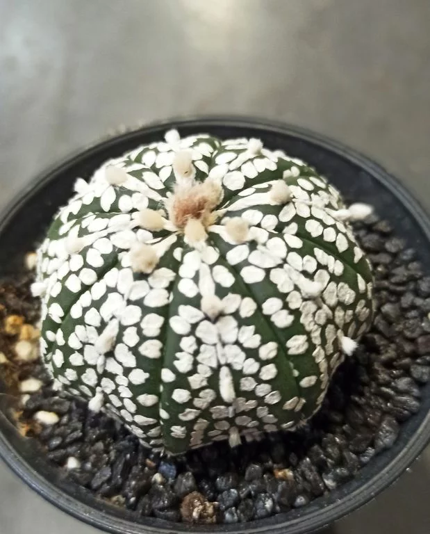 Astrophytum asterias Super Kabuto – Image 4