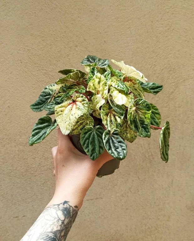 Peperomia Helios Variegata – Image 3