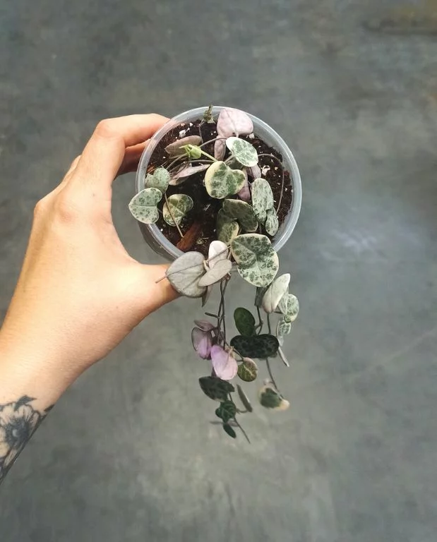 Ceropegia Woodii variegata – Image 3