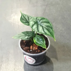 Alocasia Dragon Scale