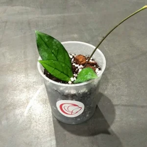 Hoya Crassipetiolata