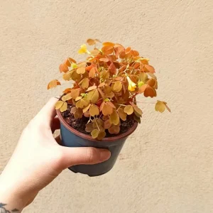 Oxalis Vulcanicola Sunset Velvet