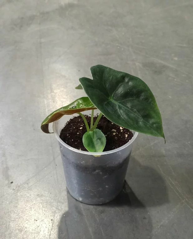 Alocasia Golden Bone – Image 3