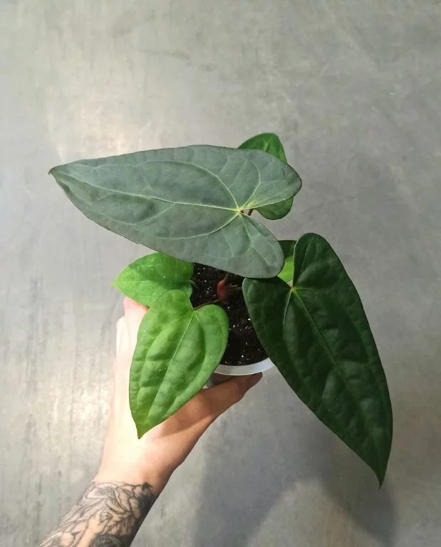 Anthurium Nigrolaminum Gigi x Forgetii – Image 5