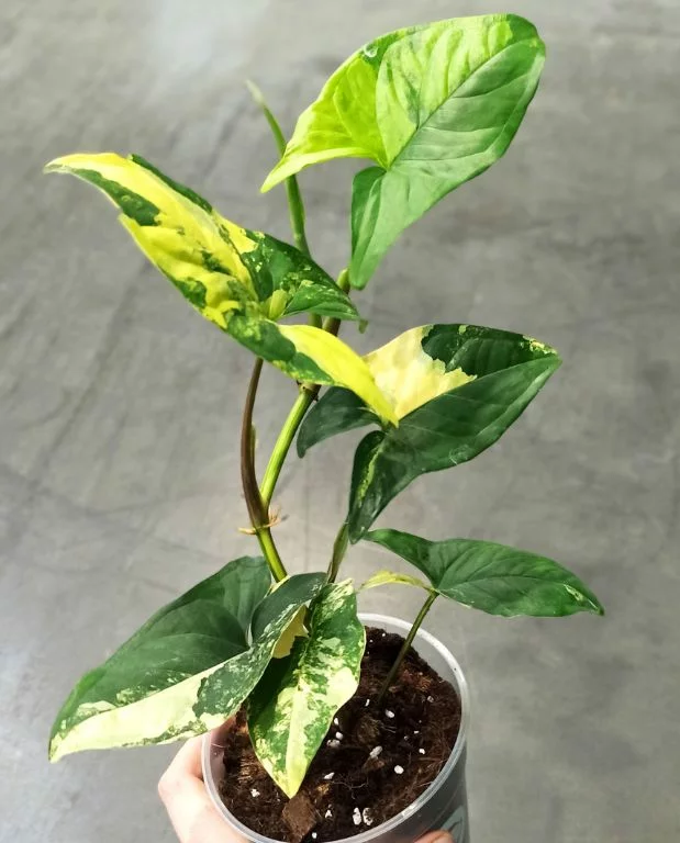 Syngonium Aurea Variegata – Image 3