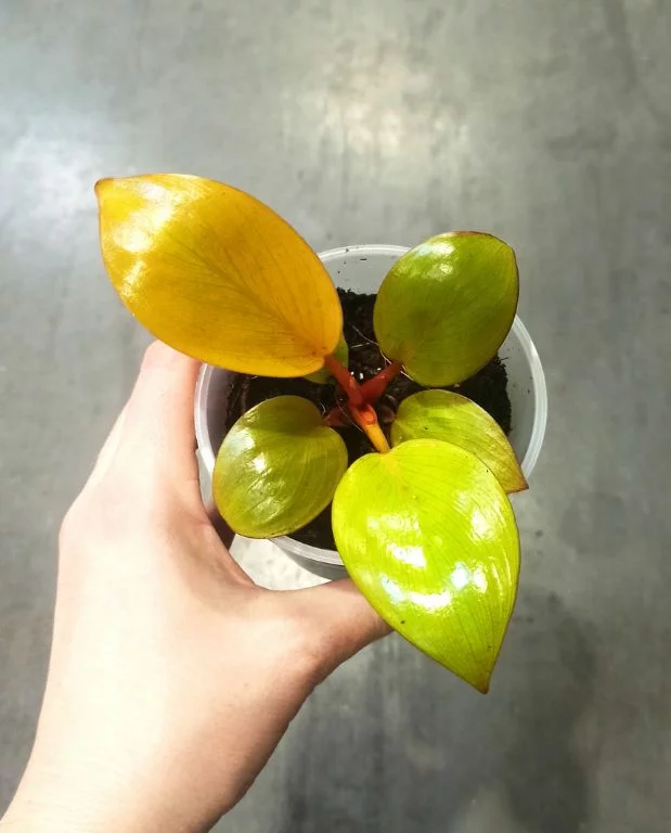 Philodendron Mars – Image 2