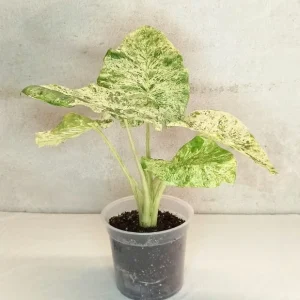 Alocasia macrorrhiza Splash