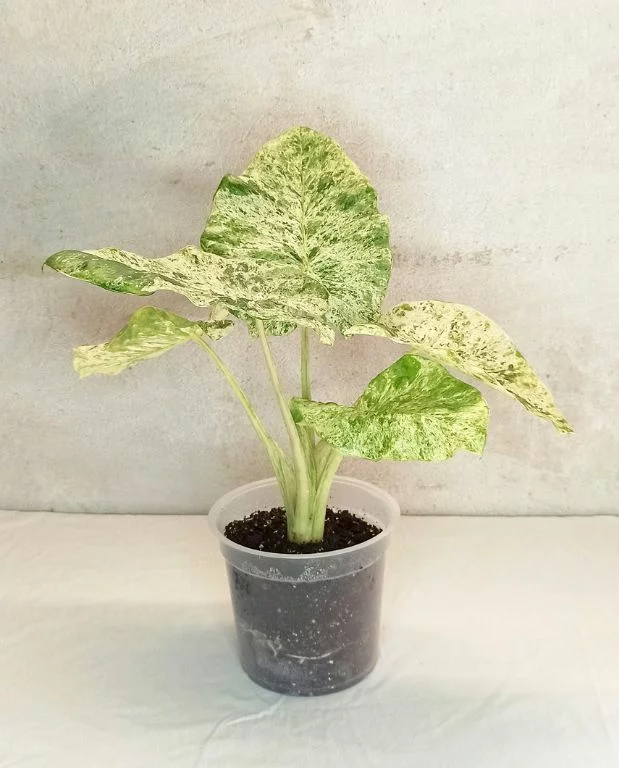 Alocasia macrorrhiza Splash