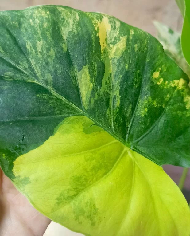 Alocasia Gageana Variegata – Image 5
