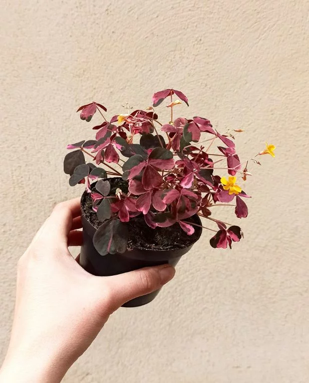 Oxalis vulcanicola Plum Crazy – Image 3