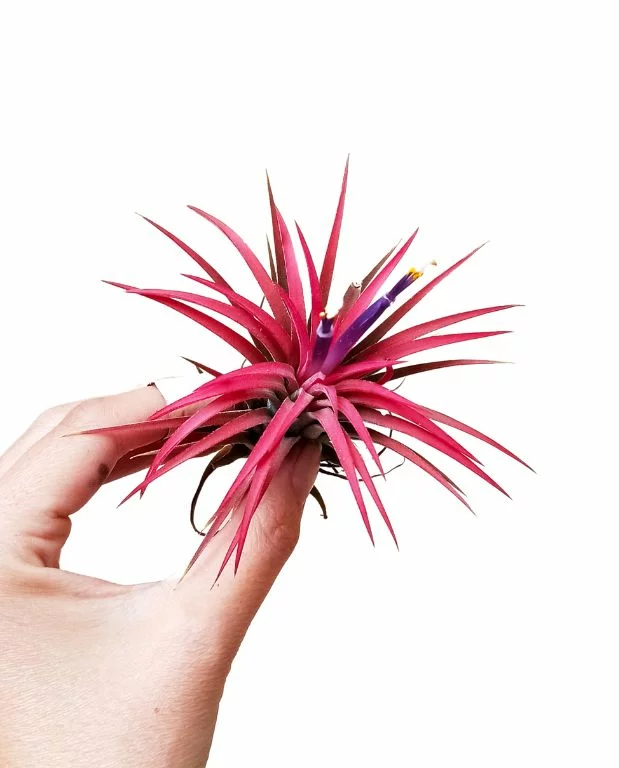 Tillandsia Ionantha rouge – Fille de l’air – Image 3