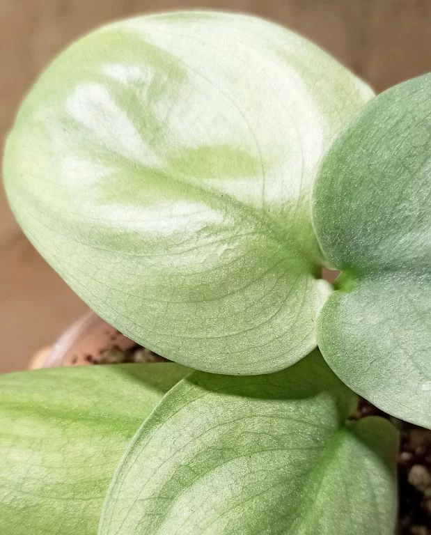 Scindapsus platinum Silver Hero – Image 2