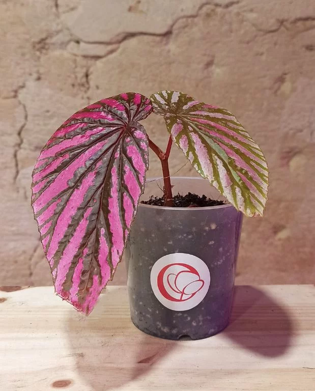 Begonia Brevirimosa – Image 3